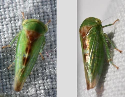 Réf. 317 501 : Viridicerus ustulatus